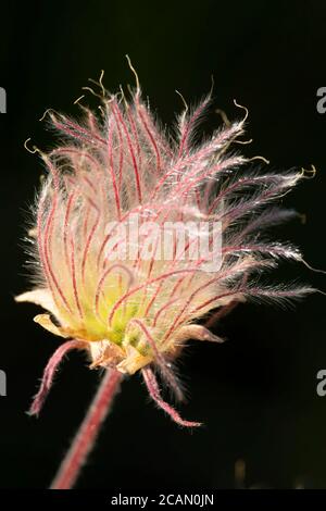 Prairie Smoke (Geum triflorum) lungo East Moraine Trail, Wallowa County, Hells Canyon National Scenic Byway, Oregon Foto Stock