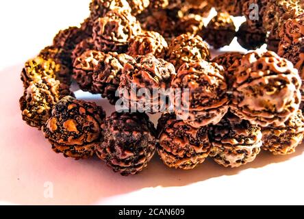 Rudraksha japa Mala o perline di preghiera fatti dai semi dell'albero di rudraksha su sfondo bianco, 108 perline . Foto Stock