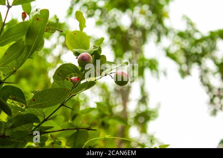 Piante erboristiche di carissa carandas frutta. Foto Stock