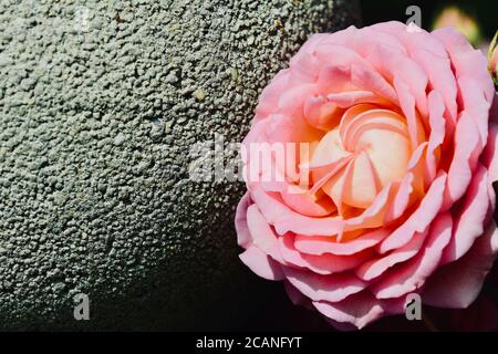 Foto in primo piano di un bel giardino fiorito di rose contro una struttura di pietra ruvida; un perenne legnoso del genere Rosa, nella famiglia Rosaceae. Foto Stock