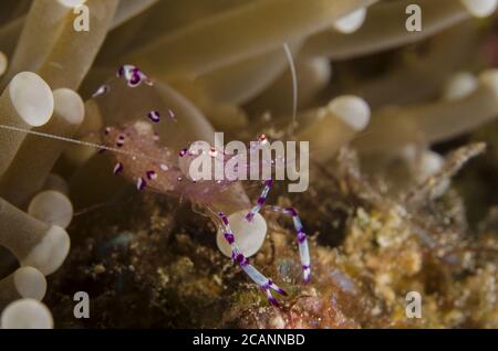 Sarasvati Anemone Shrimp, Periclemenes sarasvati, Palaemonidae, Anilao, Batangas, Filippine, Mare delle Filippine, Oceano Indo-pacifico, Asia Foto Stock