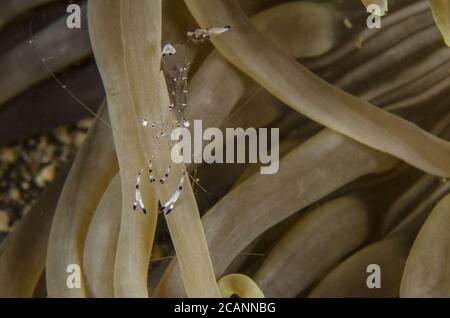 Magnifico gamberetto anemone, Ancylomenes magnificus, Palaemonidae, Anilao, Batangas, Filippine, Mare delle Filippine, Oceano Indo-pacifico, Asia Foto Stock