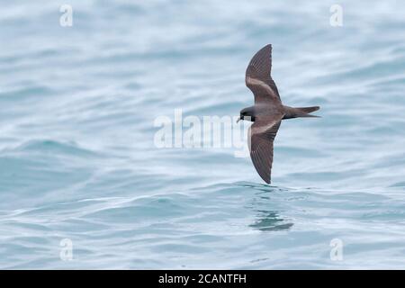 Storm-Petrel di Markham (Oceanodroma markhami), vista dorsale, volando in mare al largo della costa meridionale del Perù 25th ottobre 2017 Foto Stock