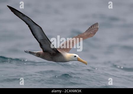 Albatross ondulato (Phoebastria irrorata), vista frontale - in volo in mare vicino alle Isole Galapagos, Ecuador novembre 2017 Foto Stock