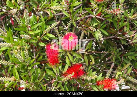 Fiori di Bottlebrush rosso (Callistemon citrinus) Foto Stock