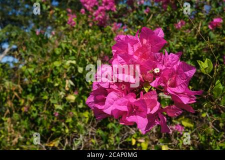 Fiori rosa delle Bougainvillea spectabilis a Darwin australia. Foto Stock