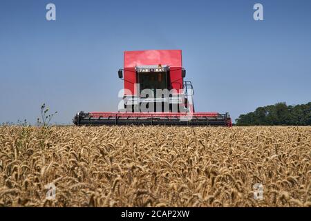 Vista frontale bassa della mietitrebbia rossa Massey Ferguson 7278 Cerea trebbiatrice in un campo di grano contro un blu chiaro Agosto tempo di raccolta cielo Foto Stock