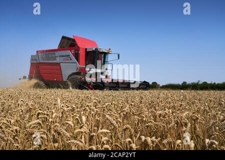 Immagine dal punto di vista basso di un Massey Ferguson rosso Mietitrebbiatrice che raccoglie un campo di Lincolnshire di grano invernale Triticum aestivum nel mese di agosto Foto Stock