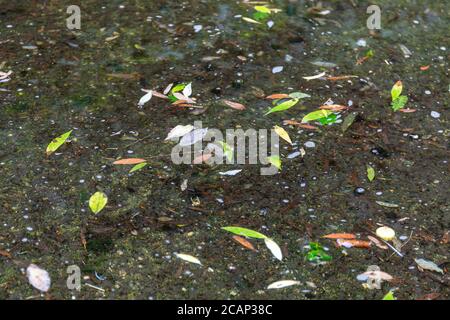 Lascia flottante sull acqua Foto Stock
