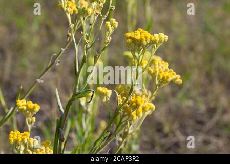 Helichrysum arenarium nana everlast immortelle fiori gialli in prato macro fuoco selettivo Foto Stock