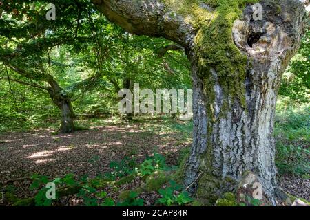 Germania. La foresta protetta di faggi di Halloh nei pressi di Kierspe è stata utilizzata per secoli come pascolo del legno Foto Stock