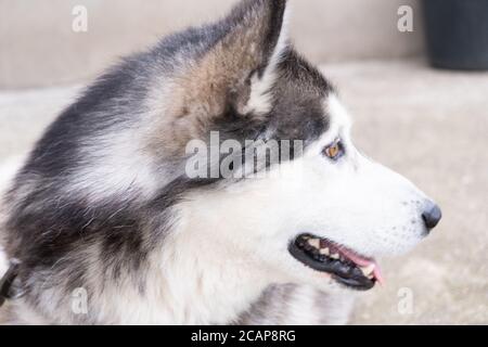Il profilo del cane Husky non sta guardando la telecamera. In attesa di cibo Foto Stock