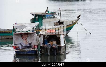 Pellicani su barche da pesca vicino ai moli e mercato di Panama City, Panama, America Centrale Foto Stock