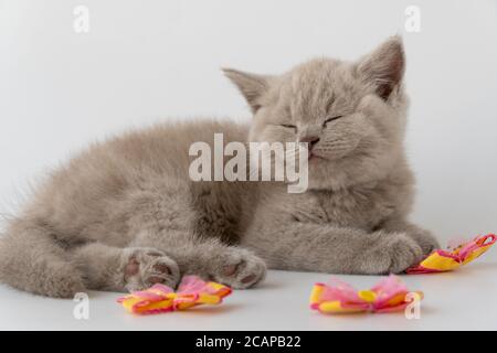 Gatto britannico shorthair. Carino gattino è mentito e dormire. gatto fumoso colore. 08 agosto, Giornata mondiale del gatto. Foto Stock