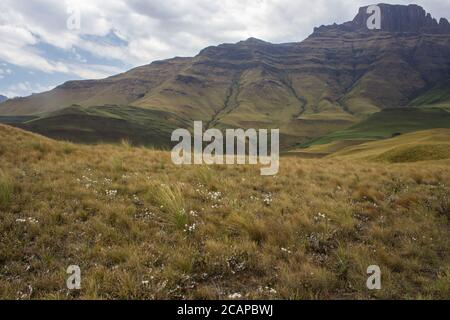 Un Afromontane Grassland con fiori selvatici bianchi con Cathkin Peak in Lo sfondo dei Monti Drakensberg del Sud Africa Foto Stock
