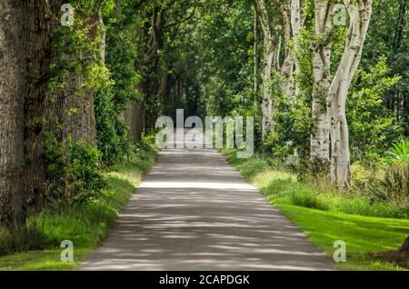Strada asfaltata stretta e diritta nei pressi di Hoogeveen, Paesi Bassi, con querce su un lato e birches sull'altro Foto Stock