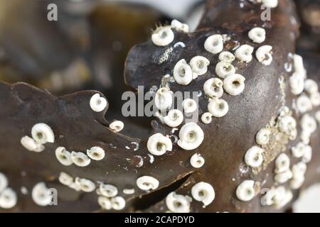 Spirorbis verme bianco spirorbis conchiglie a spirale su pianta di alghe Foto Stock