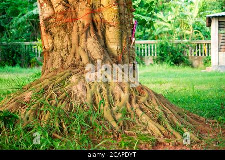 Le radici dell'albero Bodhi Foto Stock