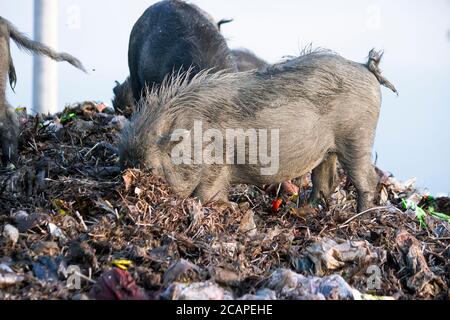 I maiali fangosi sono in un luogo sporco Foto Stock