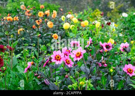 Happy Single Wink rosa dahlias nel letto di dahlia al National Botanic Garden del Galles nel mese di agosto 2020 Carmarthensshire Galles UK. KATHY DEWITT Foto Stock