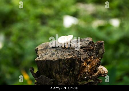 Pezzo di tronco di albero decaduto, danneggiato dal tempo sul lungofiume Foto Stock