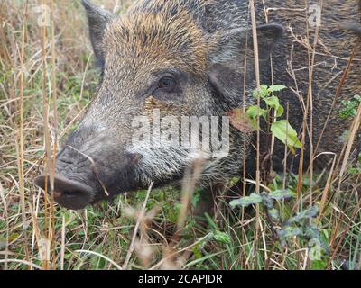 Primo piano Macro Wild Boar Head in Tall Grass Foto Stock