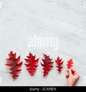 Mano che tiene foglia di quercia. Progressione delle dimensioni, giacitura piatta su sfondo bianco testurizzato con spazio di copia. Decorazioni autunnali naturali minimal. Composizione quadrata, Foto Stock