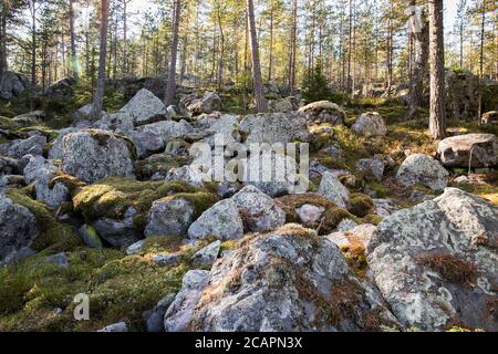 Pineta d'autunno con grandi pietre ricoperte di muschio in giornata di sole. Foto Stock