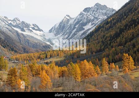 Larici dorate di fronte al ghiacciaio Läng e al Sattelhorn di Blatten. Foto Stock