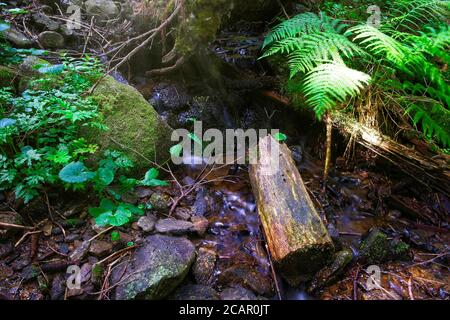 Torrente di foresta che scorre tra le rocce. Raggi solari che penetrano nel fondo della foresta. Foto Stock