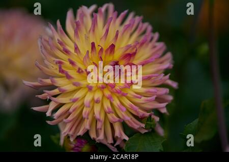 Luxurient rosa giallo dahlia Karma Sangria fiore primo piano Foto Stock