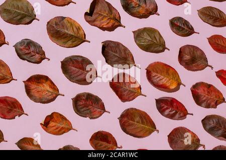 Foglie rosse di aronia autunnale disposte su sfondo rosa pastello Foto Stock