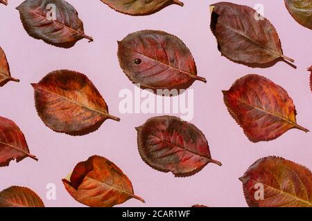 Foglie rosse di aronia autunnale disposte su sfondo rosa pastello Foto Stock