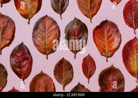 Foglie rosse di aronia autunnale disposte su sfondo rosa pastello Foto Stock