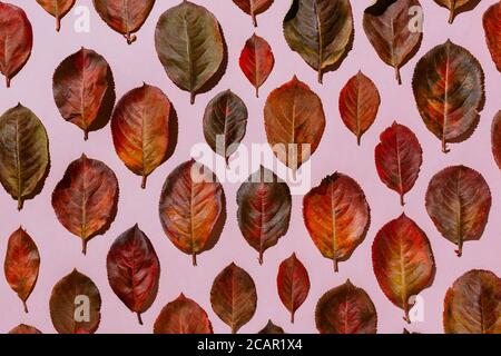 Foglie rosse di aronia autunnale disposte su sfondo rosa pastello Foto Stock