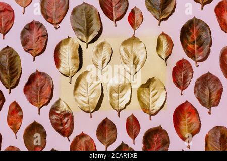 Foglie rosse di aronia autunnale disposte su sfondo rosa pastello Foto Stock