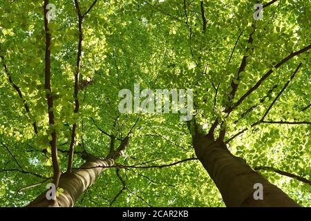 Maggio mattina, corone di faggio con foglie giovani visto dal basso, giornata di sole nella foresta primaverile Foto Stock