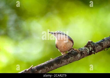 Portarit di Eurasia, picchio muratore Sitta europaea, nella sua tipica posa appollaiato su un ramo. Foto Stock