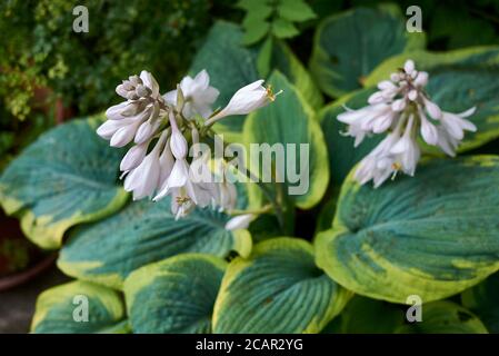 Hosta sieboldiana primo piano con fiori bianchi Foto Stock