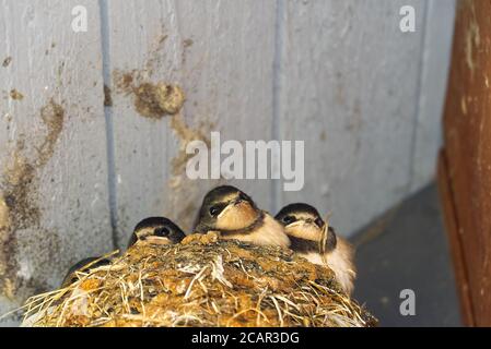 ingoiare pulcini nel nido sotto il tetto di legno. copia spazio. fuoco selettivo. Foto Stock