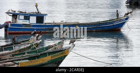 Pellicani su barche da pesca vicino ai moli e mercato di Panama City, Panama, America Centrale Foto Stock