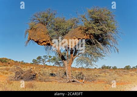 Albero di spina africana con grande nido comunale di tessitori socievoli (Philetairus socius), deserto di Kalahari, Sudafrica Foto Stock