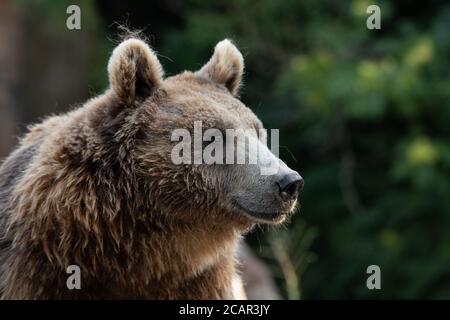 Ritratto facciale di una femmina di orso bruno sgombrato e bagnato con sfondo verde Foto Stock