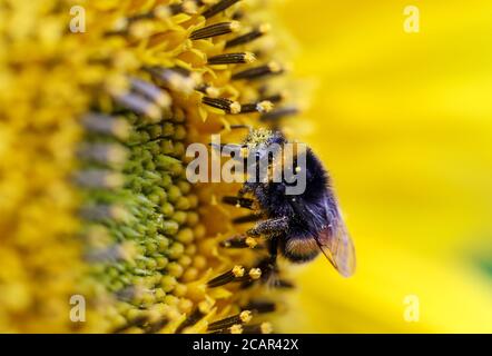 Bumblebee su un girasole nel Regno Unito in una calda giornata estiva Foto Stock