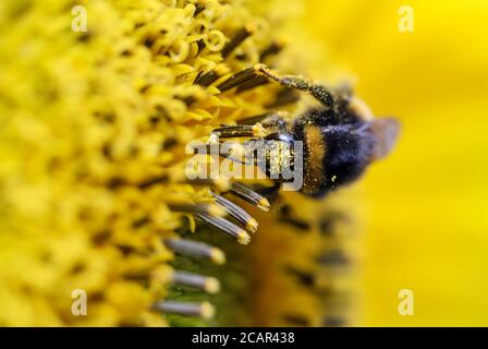Bumblebee su un girasole nel Regno Unito in una calda giornata estiva Foto Stock