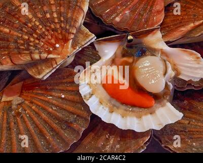 Mucchio di crostacei canestrello in un mercato gastronomico Foto Stock