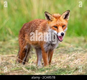 Caccia Red Fox nel fieno appena falciato Foto Stock