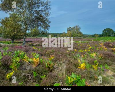Dunwich Heath Suffolk in estate Foto Stock