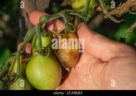 Parte di una palma umana che contiene un mazzo di pomodori. Uno dei pomodori è influenzato da blight tardivo. Malattie del pomodoro: Luce tardiva Foto Stock