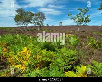 Dunwich Heath Suffolk in estate Foto Stock